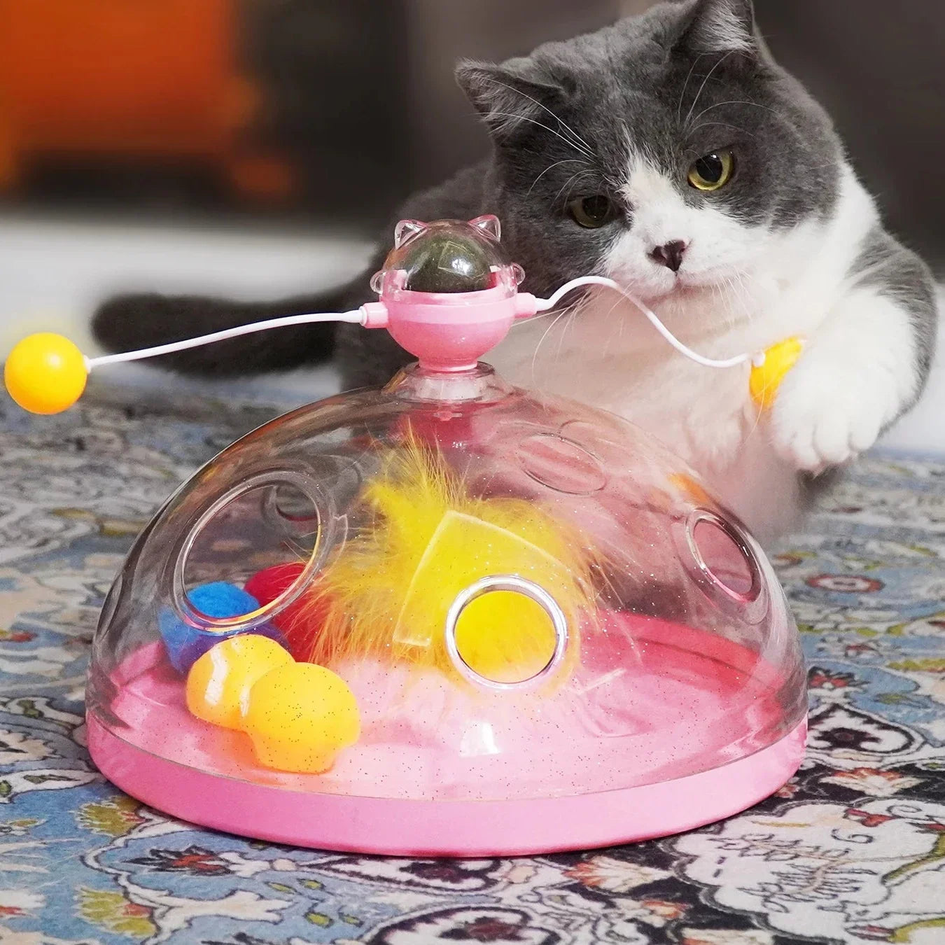 Gray and white cat playing with interactive pink cat toy dome filled with colorful balls and feathers.