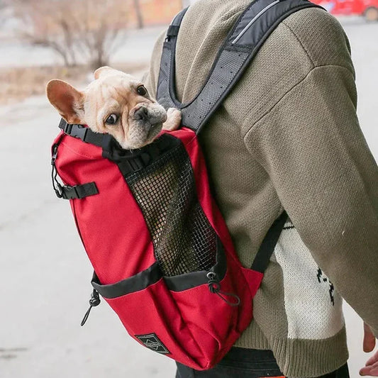Small dog riding in red pet backpack carrier outdoors on owner's back