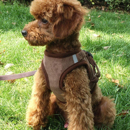 Small brown poodle wearing a brown dog harness sitting on green grass outdoors