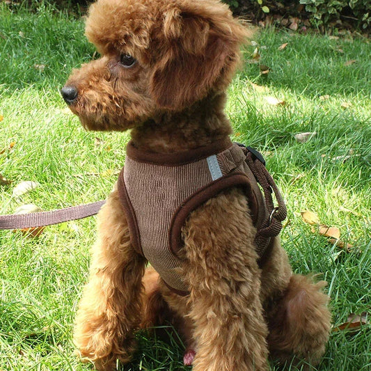 Small brown poodle wearing a brown dog harness sitting on green grass outdoors