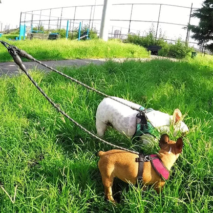 Two small dogs in harnesses on double leash walking through green grass in a park