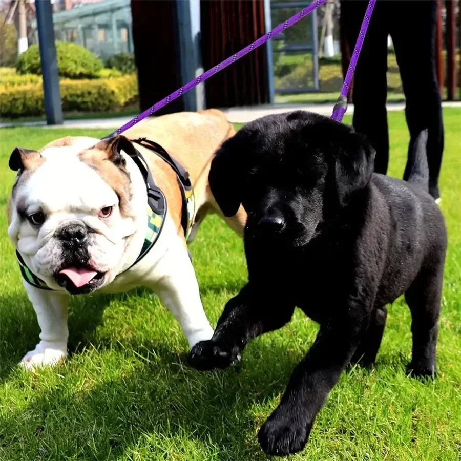 Bulldog and black Labrador puppy on leashes walking on green grass in a park setting