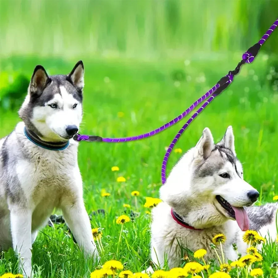 Two huskies on purple double dog leash sitting in grassy field with yellow flowers