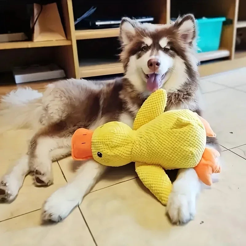 Fluffy dog lying indoors with a yellow duck plush toy, durable dog toy for pets