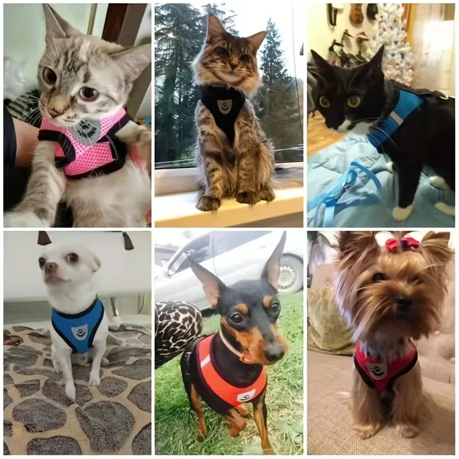 Cats and dogs wearing colorful breathable pet harness vests indoors and outdoors.