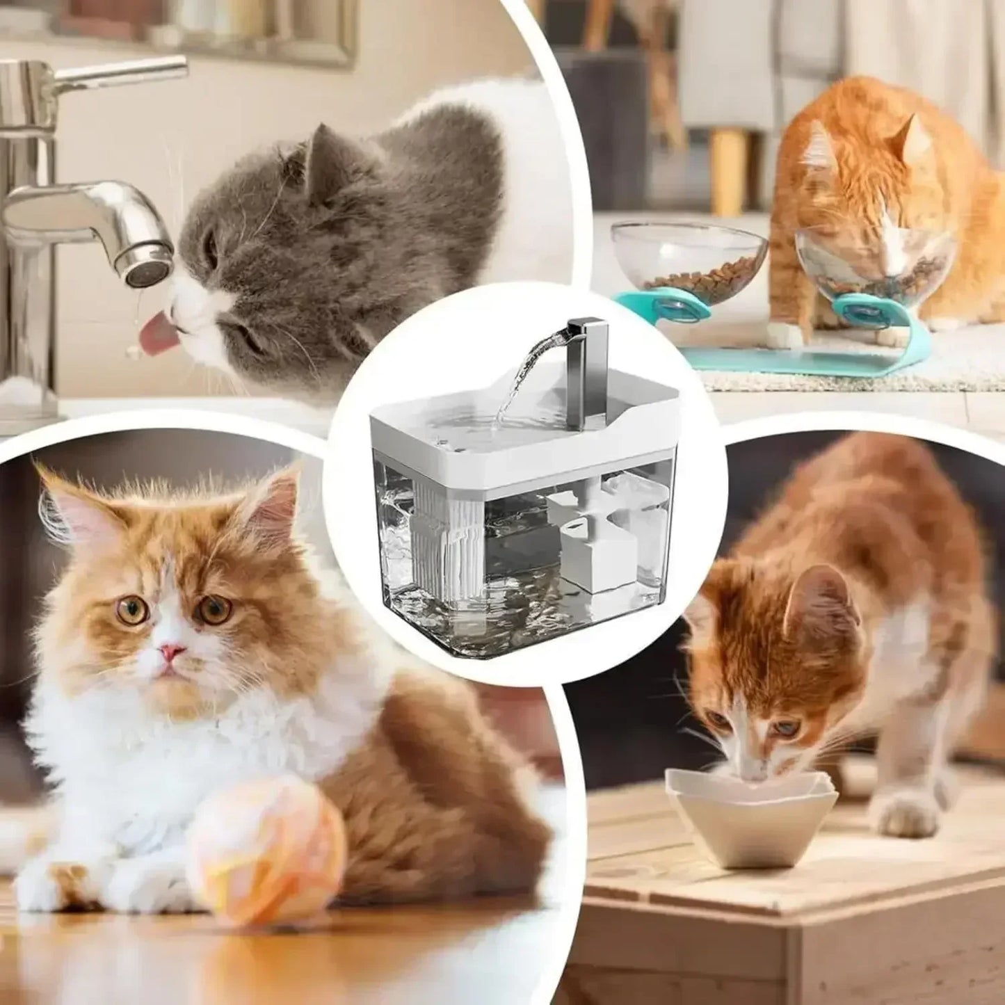 Collage of cats drinking water and eating, with a pet water fountain for cats and dogs in center.